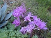 Colchicum autumnale
