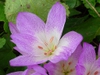 leaves and flowers