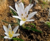 Colchicum cupani Leaves and Flowers