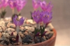 Colchicum figlalii Flowers and Leaves