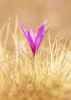 Colchicum neapolitanum Flower