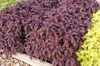 Coleus 'Sun Lancelot Velvet Mocha' Form