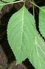 Leaf closeup