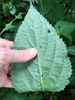 Underside of leaf