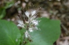 Close up of flower