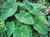 Colocasia esculenta