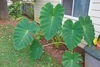 Form of plant with several very large green leaves