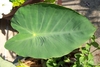 Large green leaf