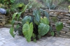 Colocasia esculenta 'Hilo Bay' - full plant
