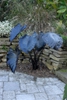 Colocasia esculenta 'Black Coral' - full plant