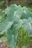 Large green leaves