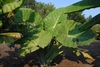 Full large mature plant