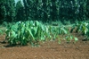 Colocasia spp.