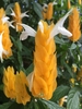 Colorful orange bracts, white tubular flowers