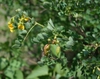 Colutea arborescens