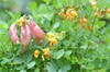 Colutea arborescens
