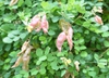 Colutea arborescens