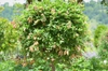 Colutea arborescens