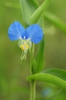 Commelina-communis