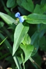 Commelina communis Asiatic Dayflower
