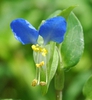 Commelina communis