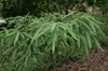 Comptonia peregrina