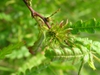Comptonia peregrina