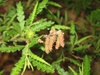Comptonia peregrina