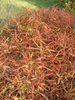 Comptonia peregrina