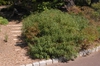 Comptonia perigrina