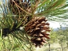 Brown pinecone at branch tip in June in Bozeman, Montana