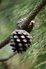 Cone in March in Kunming, China
