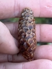 Cone in November in Shohomish County, Washington