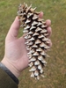 Brown cone in October in Greater Vancouver in Canada