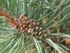 Branch tip displaying brown pinecone in Wroclaw, Poland