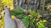 Cone/Needles in September in Cook County in Minnesota