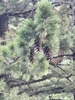 Cones/Needles in August in Bitola, North Macedonia