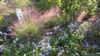 Muhlenbergiia capillaris in fall with Conoclinium coelestinum