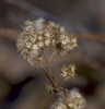 Dried flower head with clusters of flower and