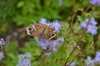 Conoclinium greggii