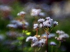 Conoclinium greggii