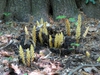 Conopholis americana