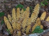 Bear corn