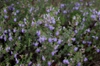 Form in bloom