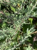 Leaves and stem