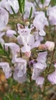 White flowers