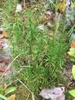 Form