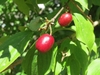 Cherry-like fruits