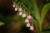 leaves and flowers