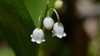 leaves and flowers